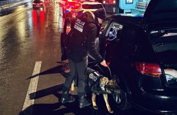 razii de amploare in medgidia cainele tessa in teren alaturi de politisti 695a7be7ef629