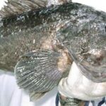 specie invaziva in marea neagra pradatorul se aclimatizeaza ciudat de repede si ar putea da peste cap ecosistemul 697203d7366f0