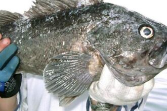 specie invaziva in marea neagra pradatorul se aclimatizeaza ciudat de repede si ar putea da peste cap ecosistemul 697203d7366f0