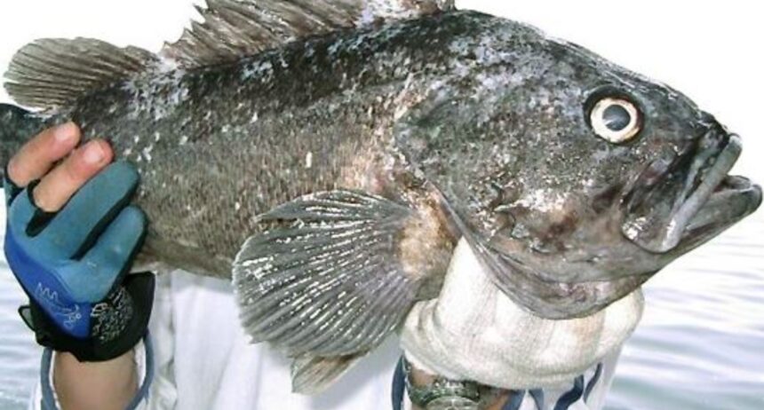 specie invaziva in marea neagra pradatorul se aclimatizeaza ciudat de repede si ar putea da peste cap ecosistemul 697203d7366f0