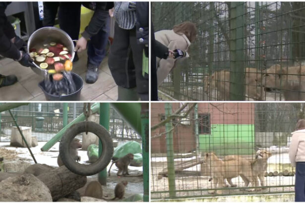 video cum sunt protejate animalele de ger gradina zoo din tara unde maimutele primesc zilnic ceai cald iar leii au incalzire in pardoseala 697309b97fbcc