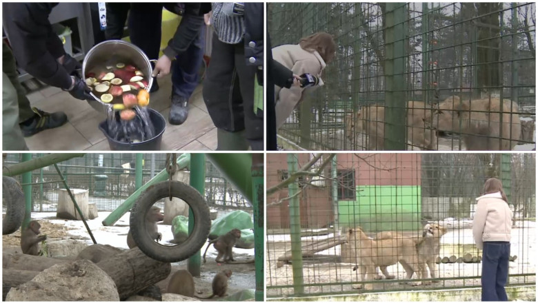 video cum sunt protejate animalele de ger gradina zoo din tara unde maimutele primesc zilnic ceai cald iar leii au incalzire in pardoseala 697309b97fbcc