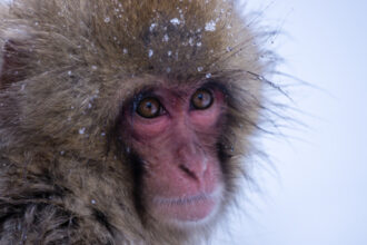 video gerul greu de suportat si de animalele de la zoo cum sunt protejate de frigul extrem cele mai sensibile sunt maimutele 69633310bd114