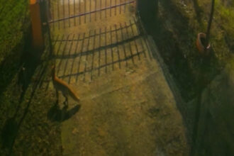 video trei vulpi au fost surprinse de camere in centrul bucurestiului explicatiile specialistilor 69591c48adec1