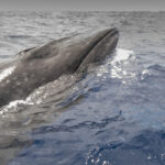 virus mortal detectat in respiratia balenelor din arctica cu ajutorul dronelor explicatia pentru esuarile in masa ale mamiferelor 695ade479dd63