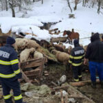 alerta in buzau saivan prabusit sub zapada la calvini peste 220 de animale salvate la limita 6995dd7d80096