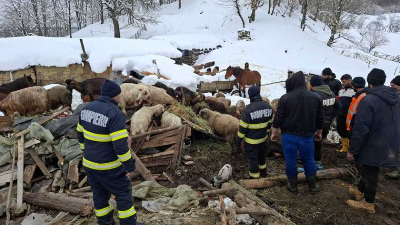 alerta in buzau saivan prabusit sub zapada la calvini peste 220 de animale salvate la limita 6995dd7d80096