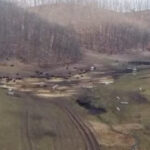 anuntul prefecturii cluj despre sutele de bizoni si cerbi morti de la exploatatia recea cristur sunt si animale vii neingrijite 6998bd53cf105