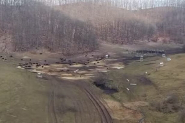 anuntul prefecturii cluj despre sutele de bizoni si cerbi morti de la exploatatia recea cristur sunt si animale vii neingrijite 6998bd53cf105