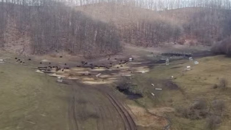 anuntul prefecturii cluj despre sutele de bizoni si cerbi morti de la exploatatia recea cristur sunt si animale vii neingrijite 6998bd53cf105