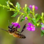 ce este mierea mov si cum isi obtine culoarea unica 698384c25890e