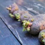 cum sa pastrezi cartofii proaspeti chiar si 6 luni asa nu se vor strica deloc 699461e0bf4c3