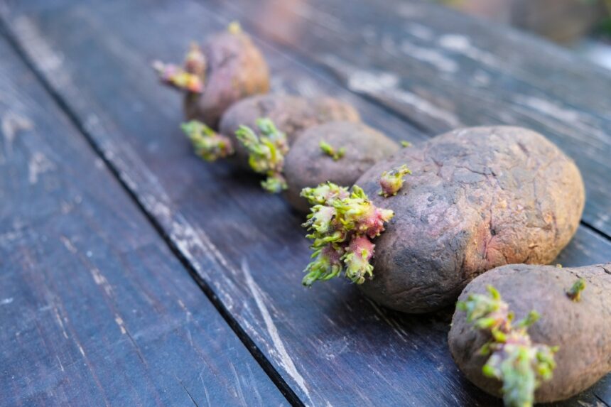 cum sa pastrezi cartofii proaspeti chiar si 6 luni asa nu se vor strica deloc 699461e0bf4c3