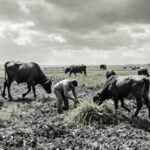 fondurile afir pentru legume si cartofi sunt insuficiente cererile fermierilor au depasit bugetul cu 240 69835f3994fe3