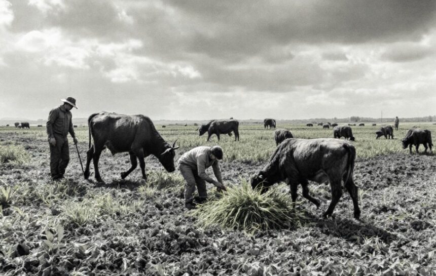 fondurile afir pentru legume si cartofi sunt insuficiente cererile fermierilor au depasit bugetul cu 240 69835f3994fe3