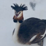 o pasare dintr o specie protejata a cazut in zbor si a fost salvata de politistii locali din bucuresti 699dbd05e19c2