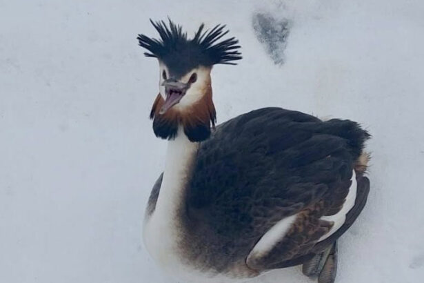 o pasare dintr o specie protejata a cazut in zbor si a fost salvata de politistii locali din bucuresti 699dbd05e19c2