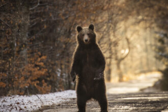 romania are cei mai multi ursi din europa de trei ori mai multi decat ar trebui ce solutie propun asociatiile care ii protejeaza 6982dbc05d206