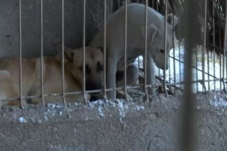 sub blanita cateilor am gasit nenorocire toti cainii schingiuiti au fost preluati din adapostul privat de la suraia 6992e69d37b92