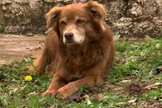 un caine care a vegheat timp de 10 ani mormantul stapanei a schimbat regulile pentru inmormantarea animalelor de companie in sao paulo 6990f9c9e962b