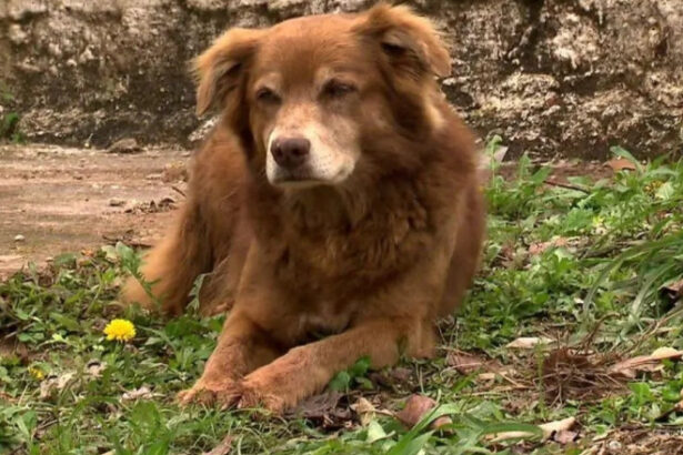 un caine care a vegheat timp de 10 ani mormantul stapanei a schimbat regulile pentru inmormantarea animalelor de companie in sao paulo 6990f9c9e962b
