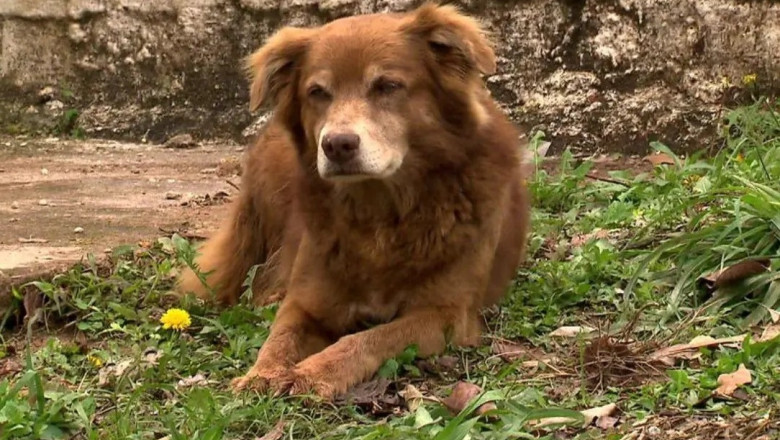 un caine care a vegheat timp de 10 ani mormantul stapanei a schimbat regulile pentru inmormantarea animalelor de companie in sao paulo 6990f9c9e962b