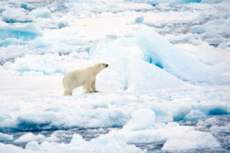 ursii polari din svalbard au rezistat mai bine decat se preconiza la incalzirea climei studiu 697f3b9aa58f6