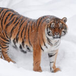 video imagini virale pe tiktok cu un tigru siberian filmat intr o curte din dambovita politia a deschis dosar penal 6983307c0345b