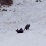 video intalnire neasteptata la poiana brasov trei pui de urs filmati de turisti in timp ce se joaca nestingheriti pe partie 698486c1f04d2