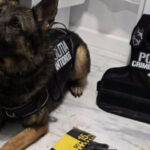 video nino cainele care a gasit 2 kilograme de cocaina ingropate sub un strat gros de zapada politist a fost o provocare pentru noi 6999453a35a95