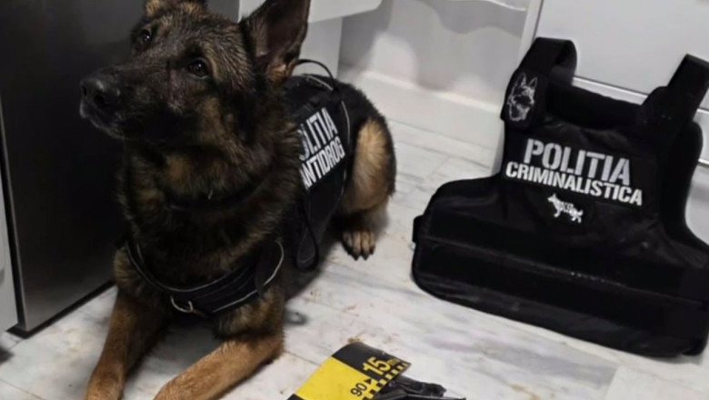 video nino cainele care a gasit 2 kilograme de cocaina ingropate sub un strat gros de zapada politist a fost o provocare pentru noi 6999453a35a95