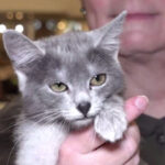 video pisica transilvana prima rasa romaneasca recunoscuta si omologata international 6999ee605e53e