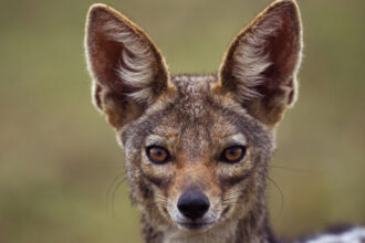 video sunt haite mari localitatile de langa dunare terorizate de sacali animalele s au inmultit alarmant si ataca noapte de noapte 698c1671559a8