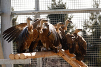 foto vulturii suri revin in romania dupa mai bine de 70 de ani primele 25 de exemplare au ajuns in masivul fagaras 69aed2b8522e0