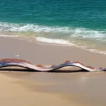 pestii apocalipsei descoperiti pe o plaja mexicana de ce li s a dat acest nume 69afde37234d8