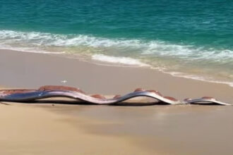 pestii apocalipsei descoperiti pe o plaja mexicana de ce li s a dat acest nume 69afde37234d8