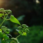 planta vindecatoare care e ascunsa in cetatile dacice are radacini in medicina traditionala si ascunde beneficii surprinzatoare 69b9845b8c30a