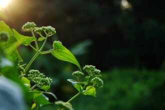 planta vindecatoare care e ascunsa in cetatile dacice are radacini in medicina traditionala si ascunde beneficii surprinzatoare 69b9845b8c30a