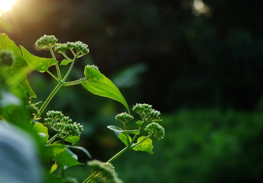 planta vindecatoare care e ascunsa in cetatile dacice are radacini in medicina traditionala si ascunde beneficii surprinzatoare 69b9845b8c30a