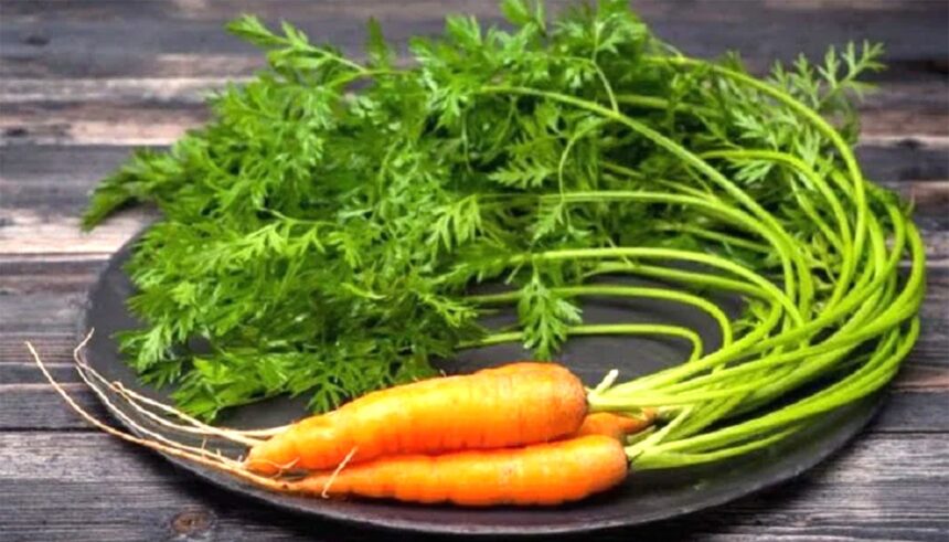 se pot manca frunzele de morcovi raspunsul nu este cel la care te astepti 69a9470800a08