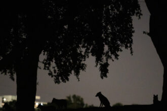 video alerta intr un mare oras din vestul tarii sacalii seamana teroare zi si noapte localnicii sunt revoltati nu mi se pare normal 69b502cacbf8a