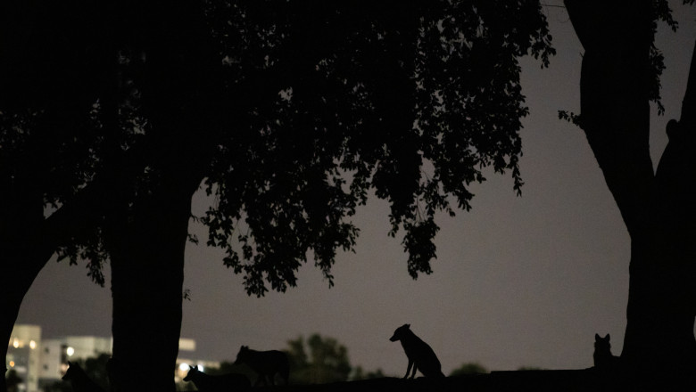 video alerta intr un mare oras din vestul tarii sacalii seamana teroare zi si noapte localnicii sunt revoltati nu mi se pare normal 69b502cacbf8a