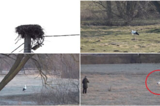 video povestea lui gobi barza care si a petrecut iarna intr un sat din judetul covasna localnicii au adoptat o parca am un copil 69afaeb98ac1b