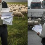 zootehnia romaneasca lovita din plin de criza din orientul mijlociu exporturile de animale in statele arabe oprite 69ad6066c0952