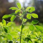 aurul verde al romei antice disparut fara urma misterul plantei legendare pastrate de iulius cezar 69e204ffa2495