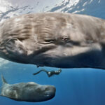 descoperire uimitoare in adancul oceanelor casalotii comunica printr un alfabet similar limbajului uman 69e3fa3c0bd0c