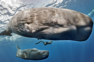 descoperire uimitoare in adancul oceanelor casalotii comunica printr un alfabet similar limbajului uman 69e3fa3c0bd0c