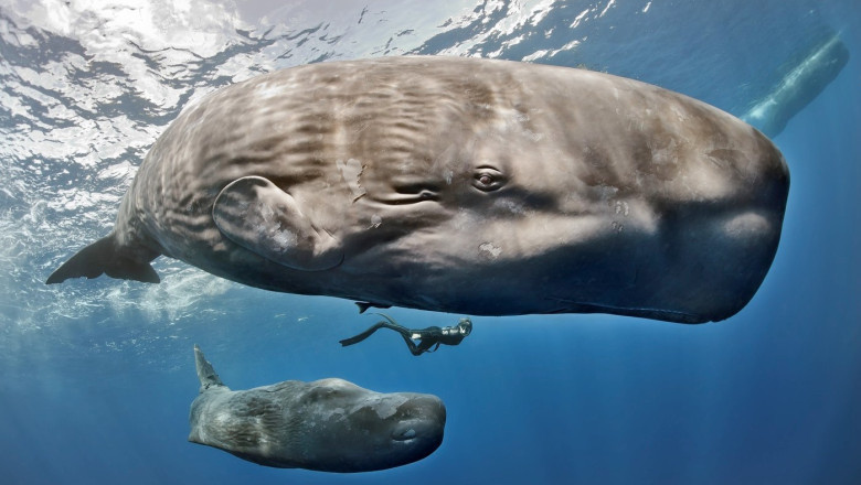 descoperire uimitoare in adancul oceanelor casalotii comunica printr un alfabet similar limbajului uman 69e3fa3c0bd0c