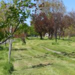 dezmembrare a terenului din parcul tabacarie aprobata in cl constanta separarea proprietatii municipale de cea judeteana pentru reabilitare si investitii 69f35305531ff