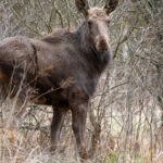 foto elanul revine in padurile romaniei dupa 200 de ani de absenta primele 4 animale au fost eliberate in parcul natural vanatori neamt 69f069dd053b4